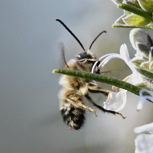 Réf. 225 238 : Eucera nigrilabris